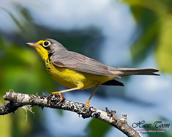 Canada Warbler 2
