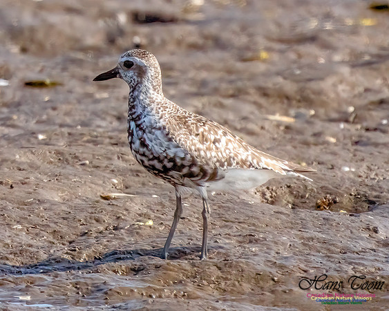 Black-bellied Plover 350