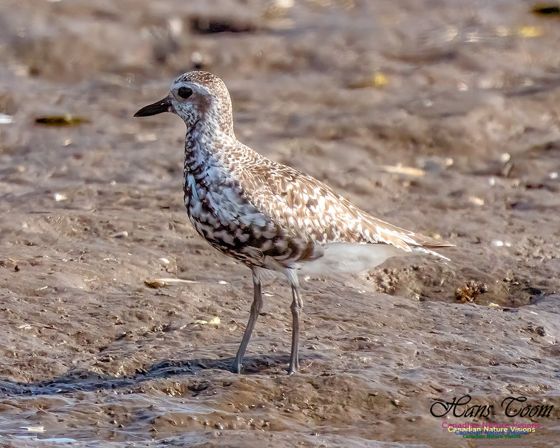 Black-bellied Plover 350