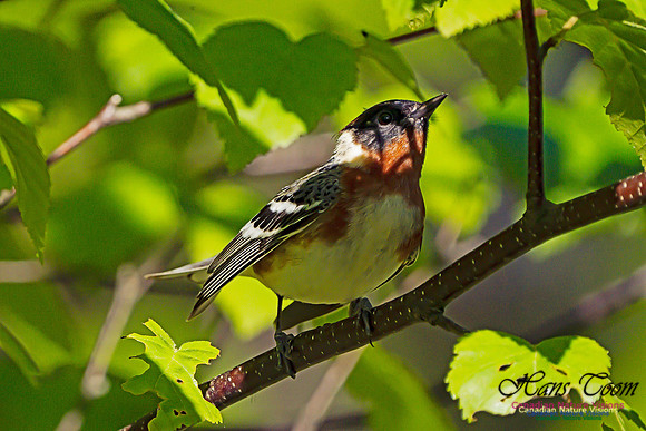 Bay-breasted Warbler 107