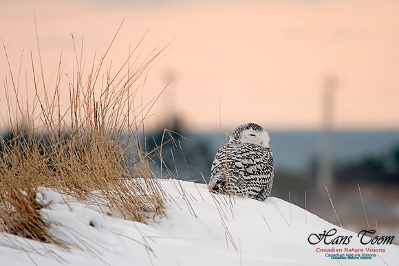Snowy Owl