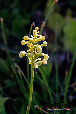 Little Club Spur Orchid