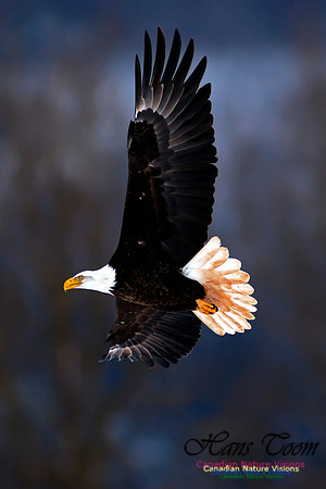 Bald Eagle
