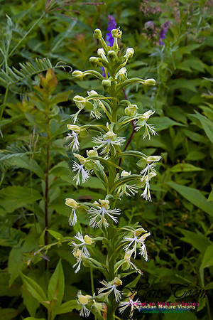 Ragged Fringed Orchid