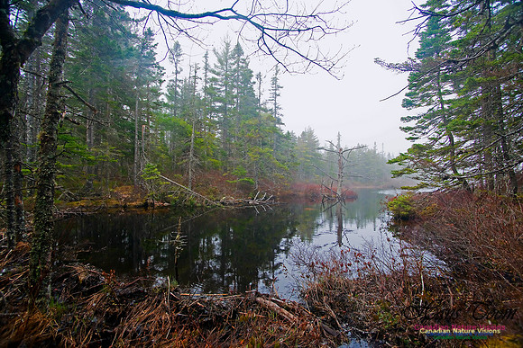 Beaver Dam Along Wetlands Trail Uniacke Museum Park