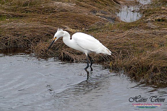 Snowy Egret
