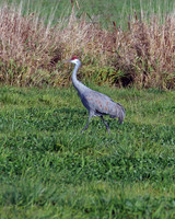 Sandhill Crane