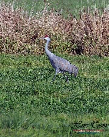 Sandhill Crane 500