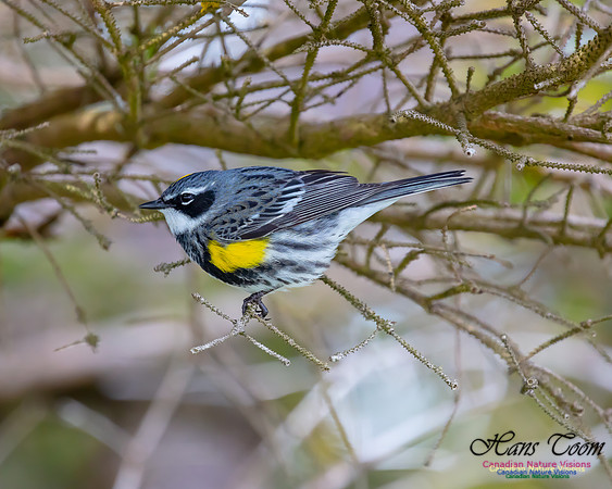Yellow-rumped Warbler 30