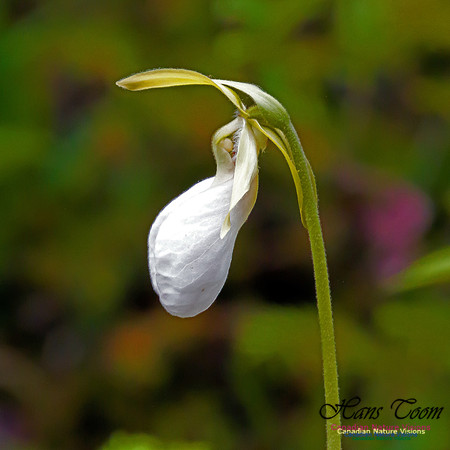 Pink Ladies Slipper Orchid 4