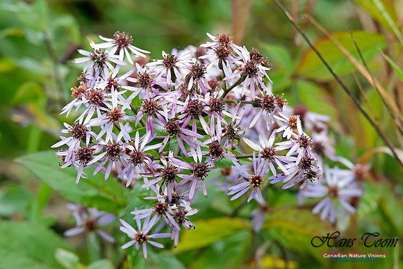 Rough-leafed Aster
