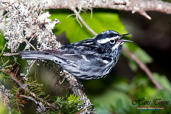 Black-and-White Warbler