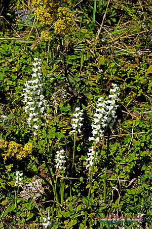 Nodding Ladies Tresses Orchid