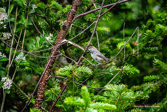 Boreal Chickadee 106