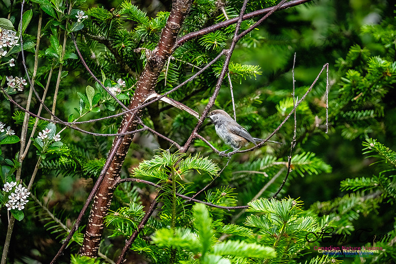 Boreal Chickadee 106