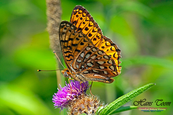 Silver-bordered Fritillary