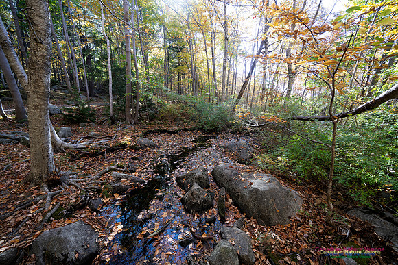 Frog Pond Stroll 124
