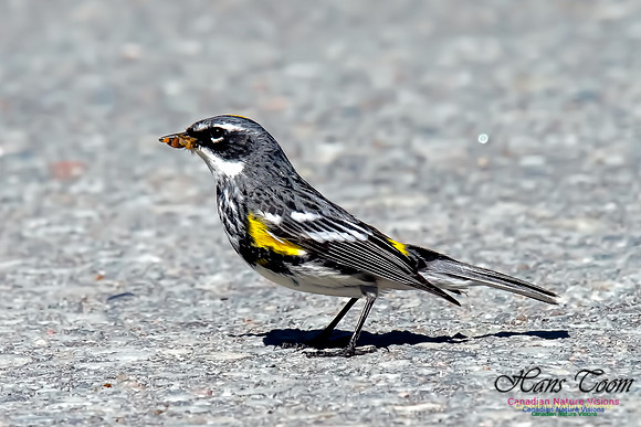 Yellow-rumped Warbler