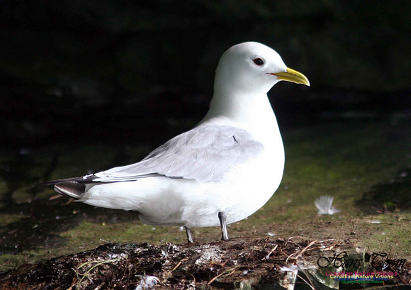 BlackLeggedKittiwake1