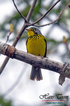 Canada Warbler