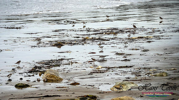 Shorebirds of Hurricane Erin 116