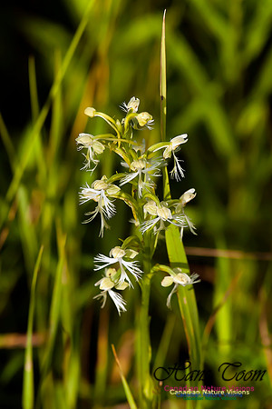 Ragged Fringed Orchid
