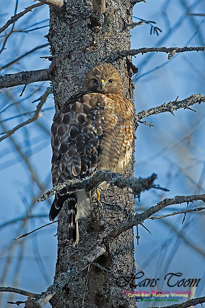 Red-shouldered Hawk 706