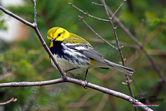 Black-throated Green Warbler
