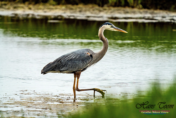 Great Blue Heron 701