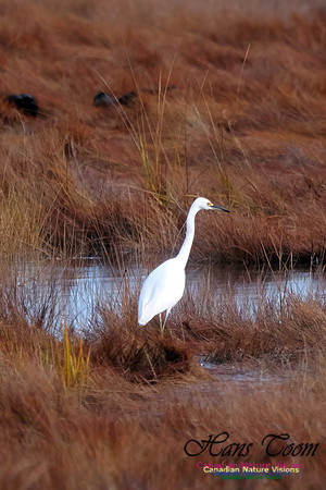 Snowy Egret 500