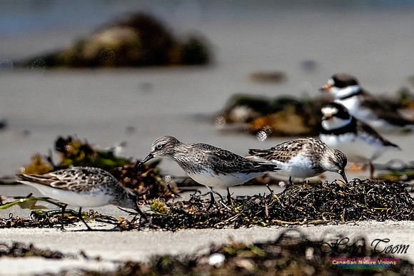 Baird's Sandpiper 101