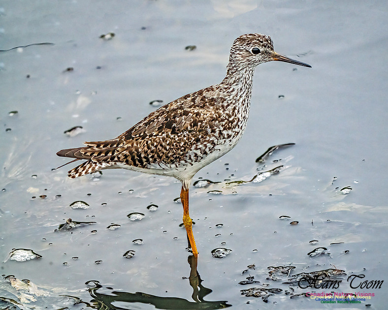 Lesser Yellowlegs 403