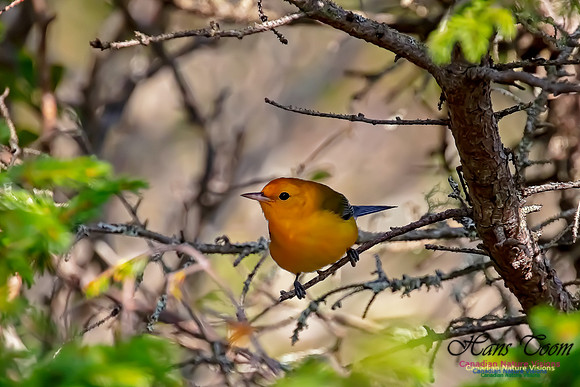 Prothonotary Warbler 52