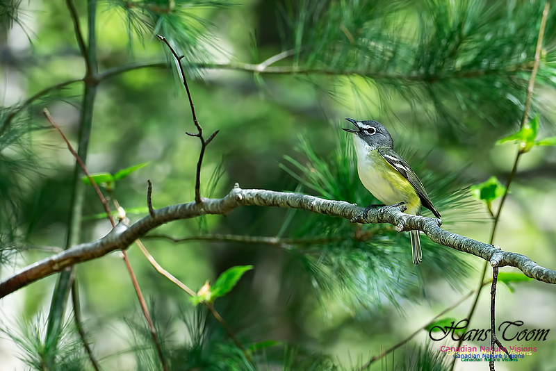 Blue-headed Vireo 100