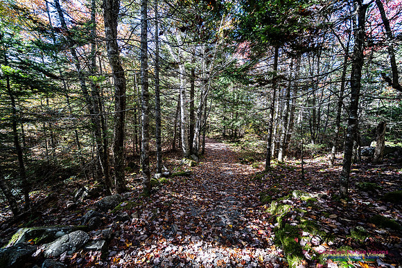 Woodland Stroll 109