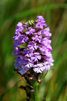 Large Purple Fringed Orchid
