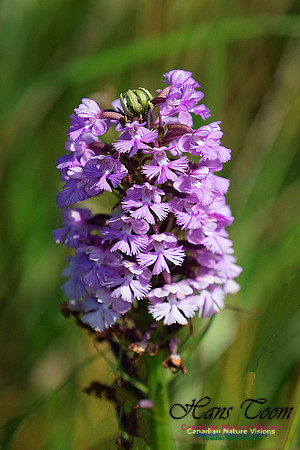 Large Purple Fringed Orchid 100