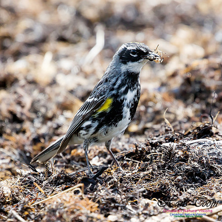 Yellow-rumped Warbler 8