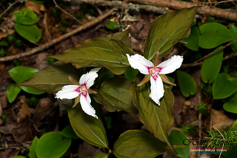 Painted Trillium