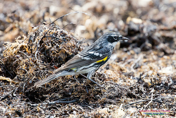Yellow-rumped Warbler 9