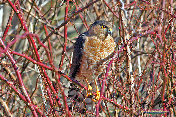 Sharp-shinned Hawk