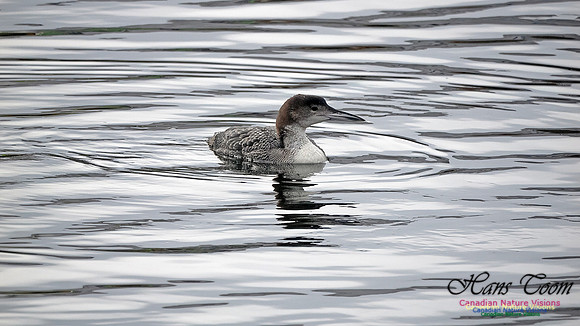 Common Loon 913