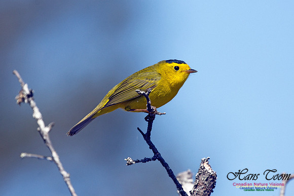 Wilson's Warbler 1