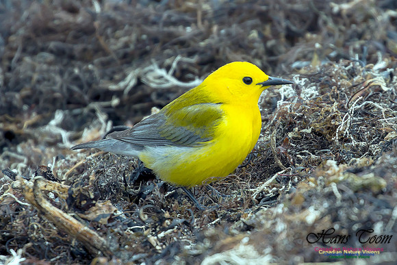 Prothonorary Warbler 30