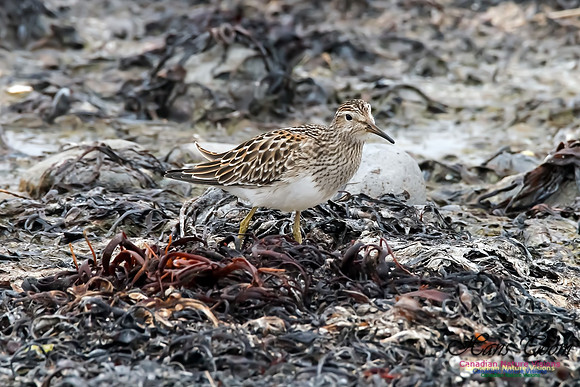 Pectoral Sandpiper