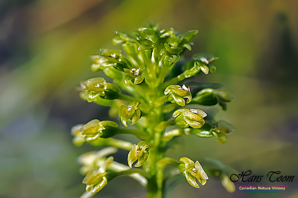 Green Adder's Mouth Orchid