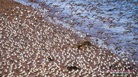 Evangeline Beach Peeps 2024 623 copy