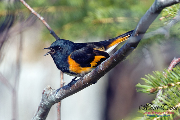American Redstart 2