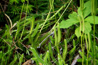 Ancient Green
