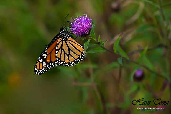 Monarch